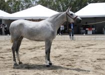 RM MONCLOA, DE Y, ROBERTO MOLL, CAMPEONA JOVEN FERPRE 2015